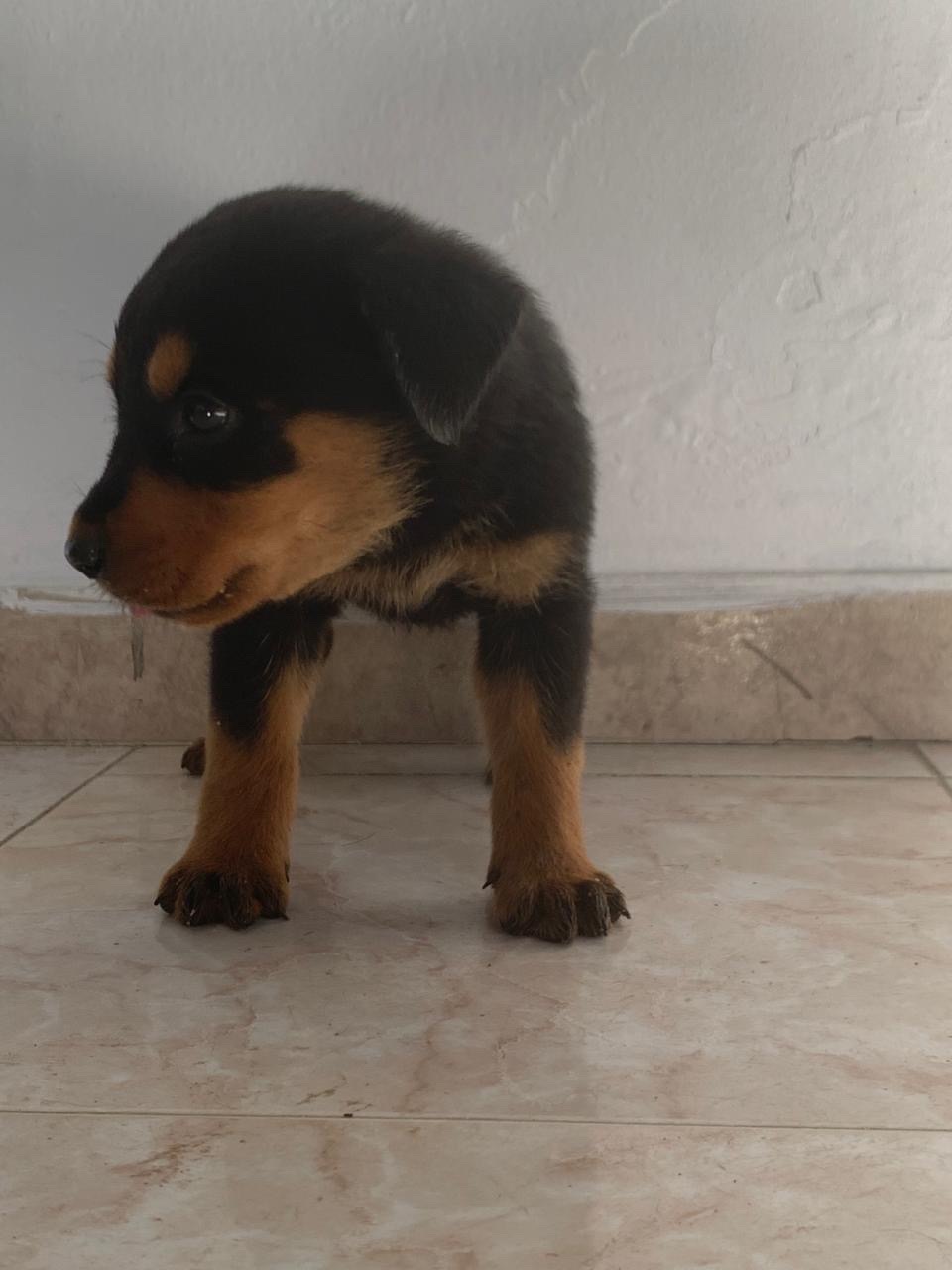 animales y mascotas - Rottweiler hembra  2