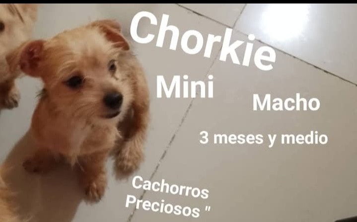 animales y mascotas - Chorkie Mini Mix de Chihuahua #1 con Yorkie Mini 2