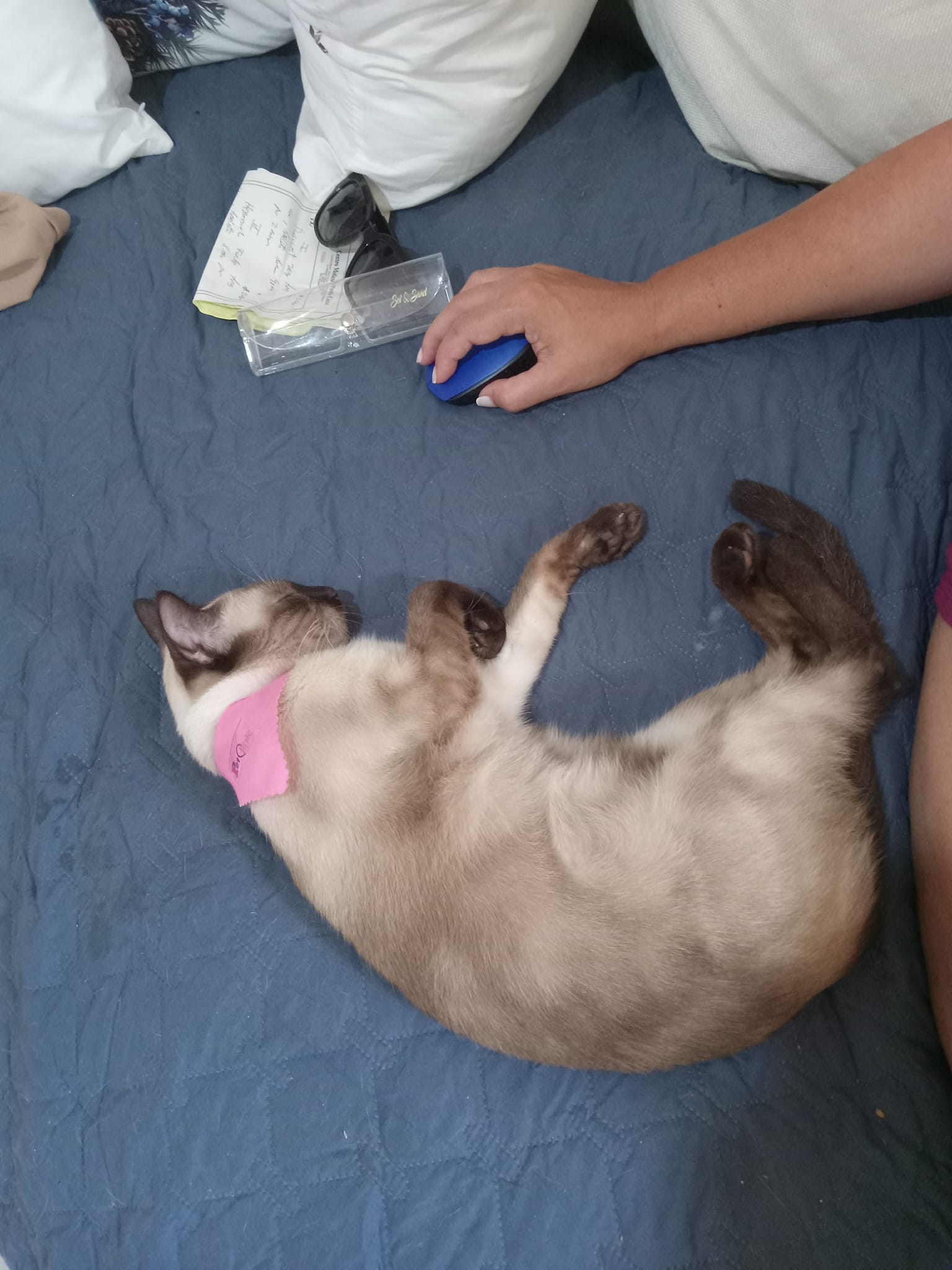 animales y mascotas - gata siames pura para encate con macho puro 0
