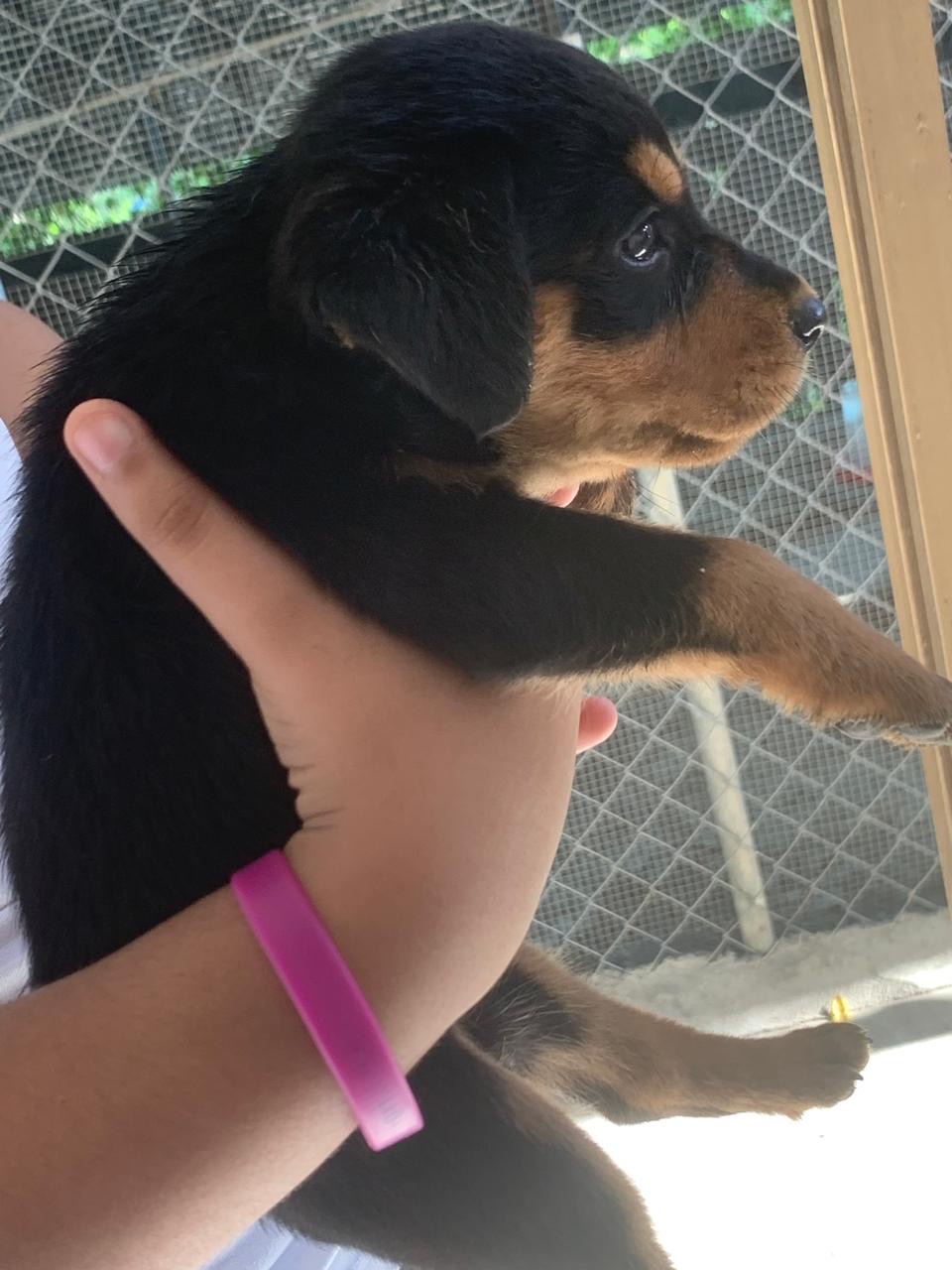 animales y mascotas - Rottweiler hembra  3