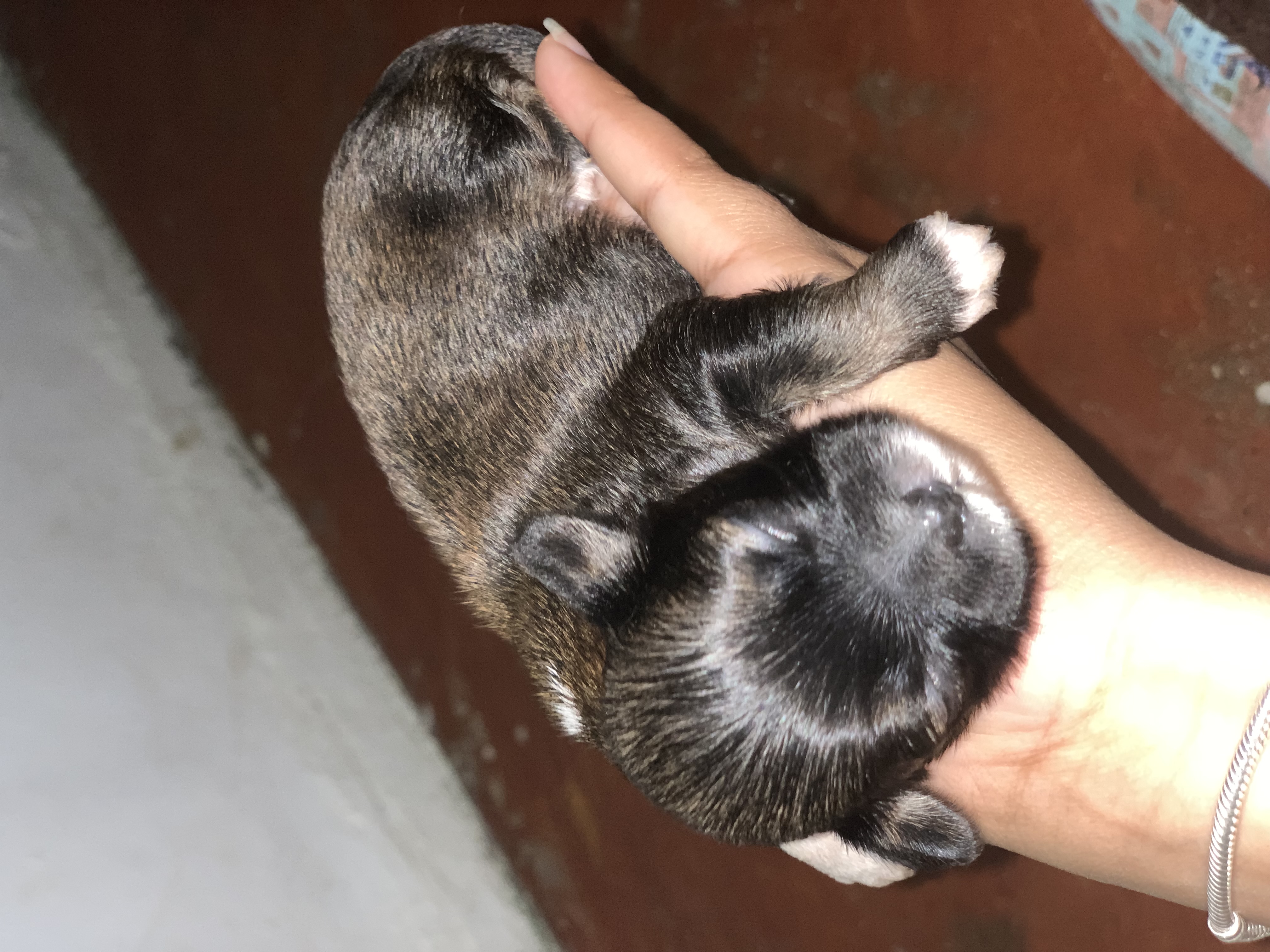 animales y mascotas - Se vende Shih Tzu. 3