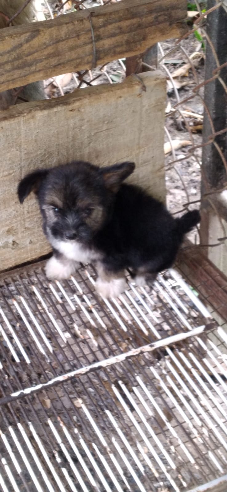 animales y mascotas - Yonki poo hembra y macho 