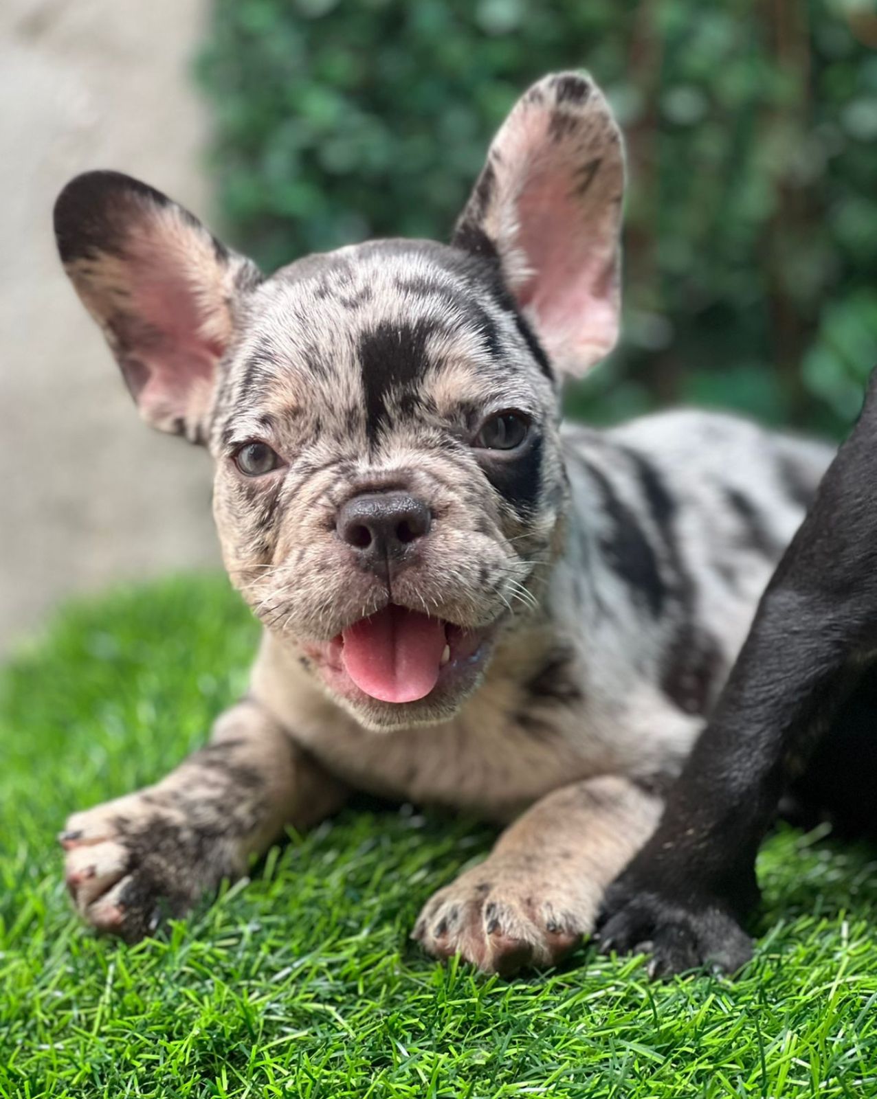 animales y mascotas - OFERTA CACHORRO BULLDOG FRANCES MACHO EN SANTO DOM