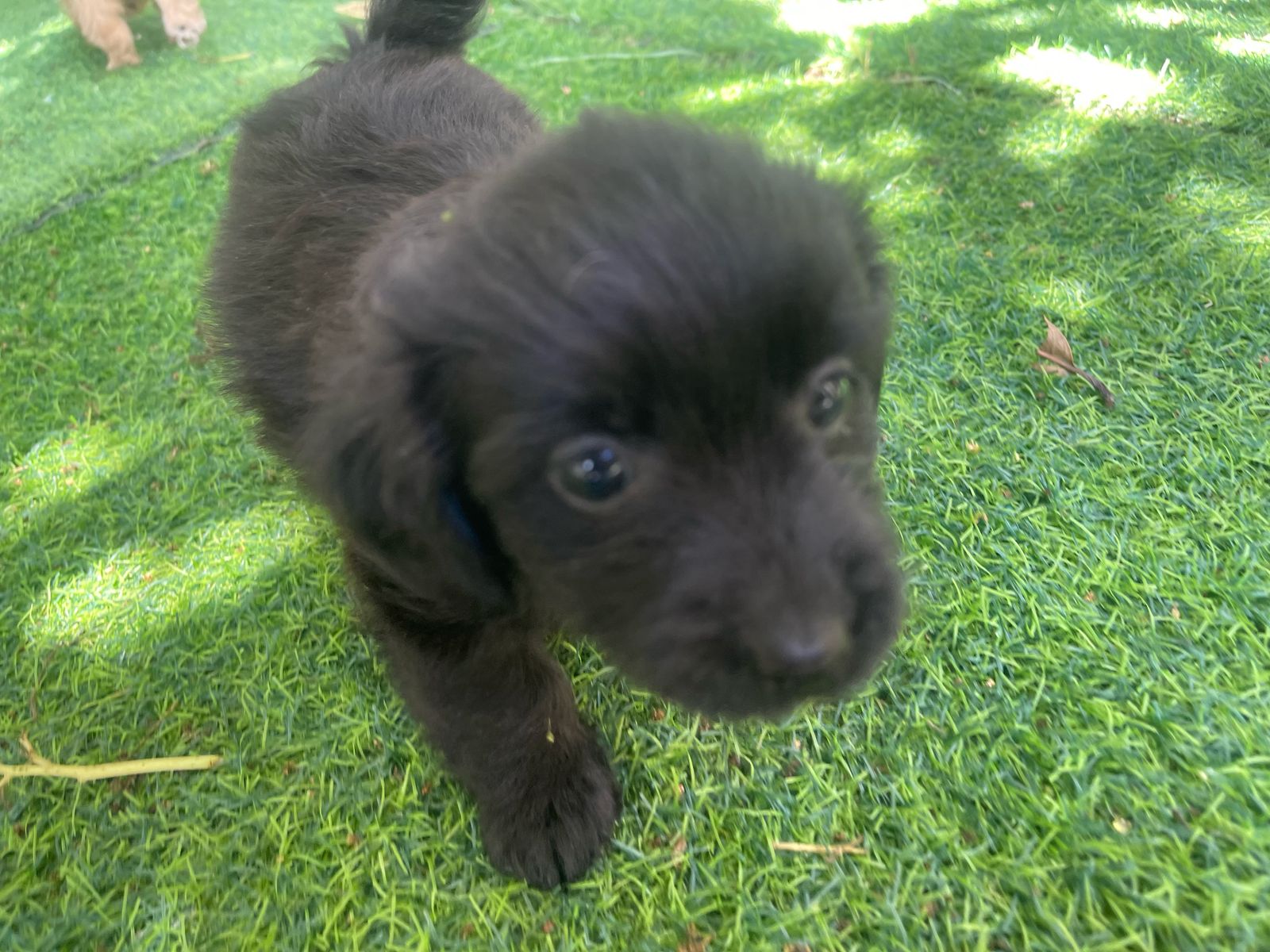 animales y mascotas - hermosos yorkipoo  nacidos 7 de marzo 2025 8