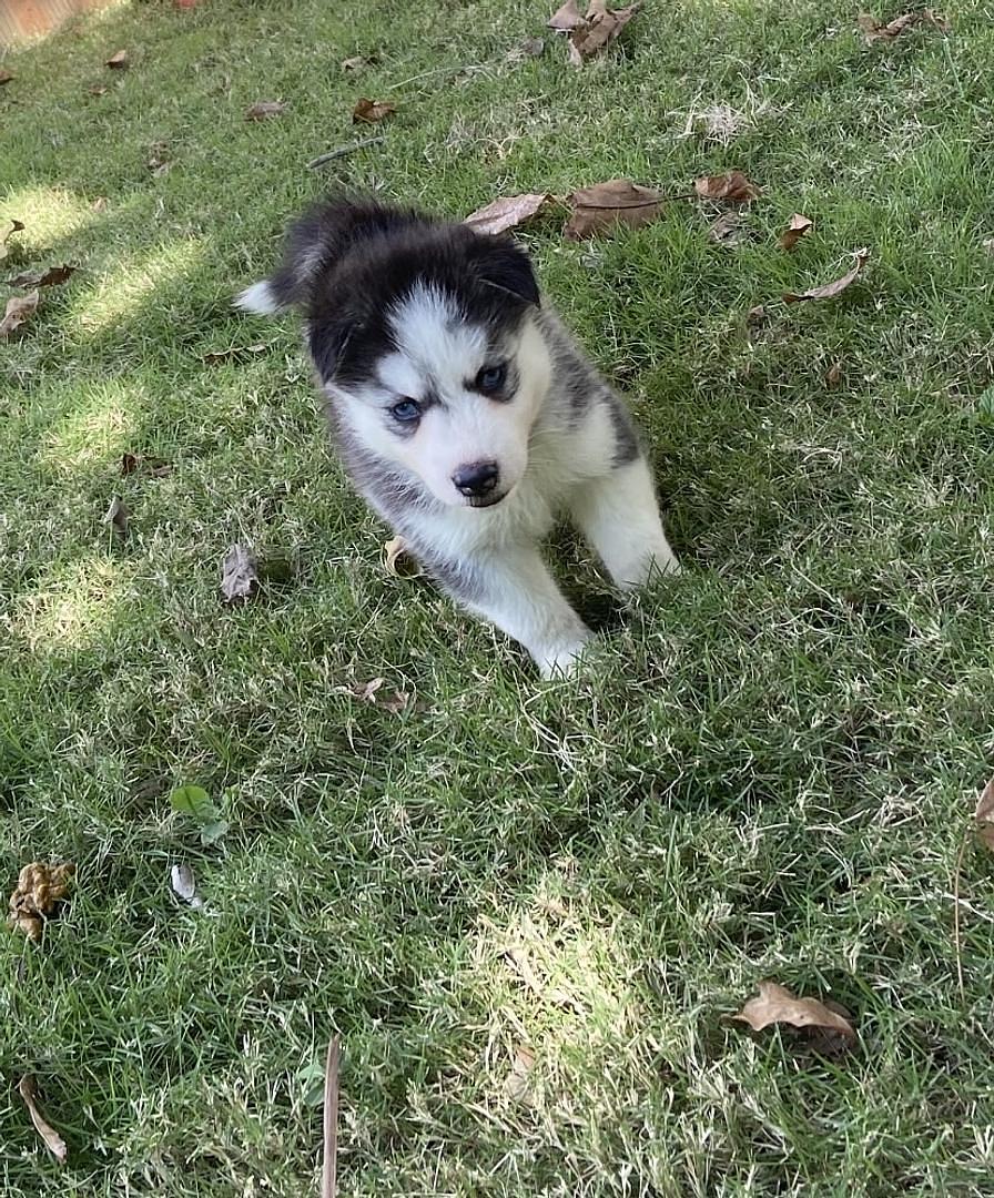 animales y mascotas - cachorros housky siberiano listos para la venta  2