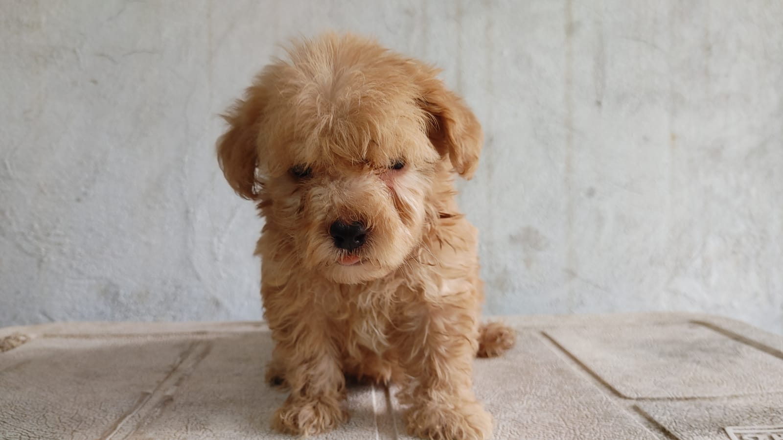 animales y mascotas - Cachorro shihpoo,shipoo,malte,poodle,podle 3