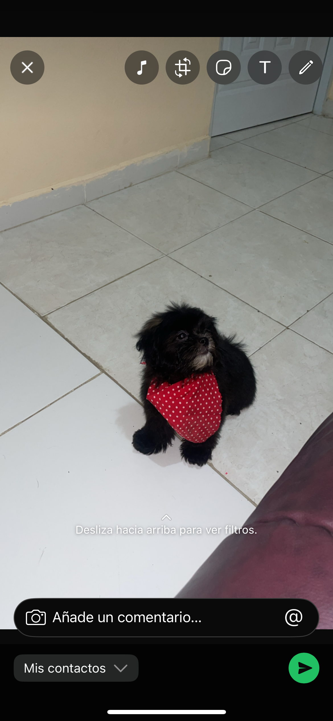 animales y mascotas - Shi-poo 1