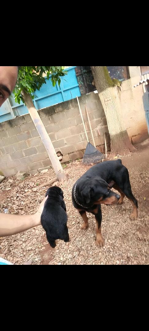 animales y mascotas - Cachorros Rottwailer 4