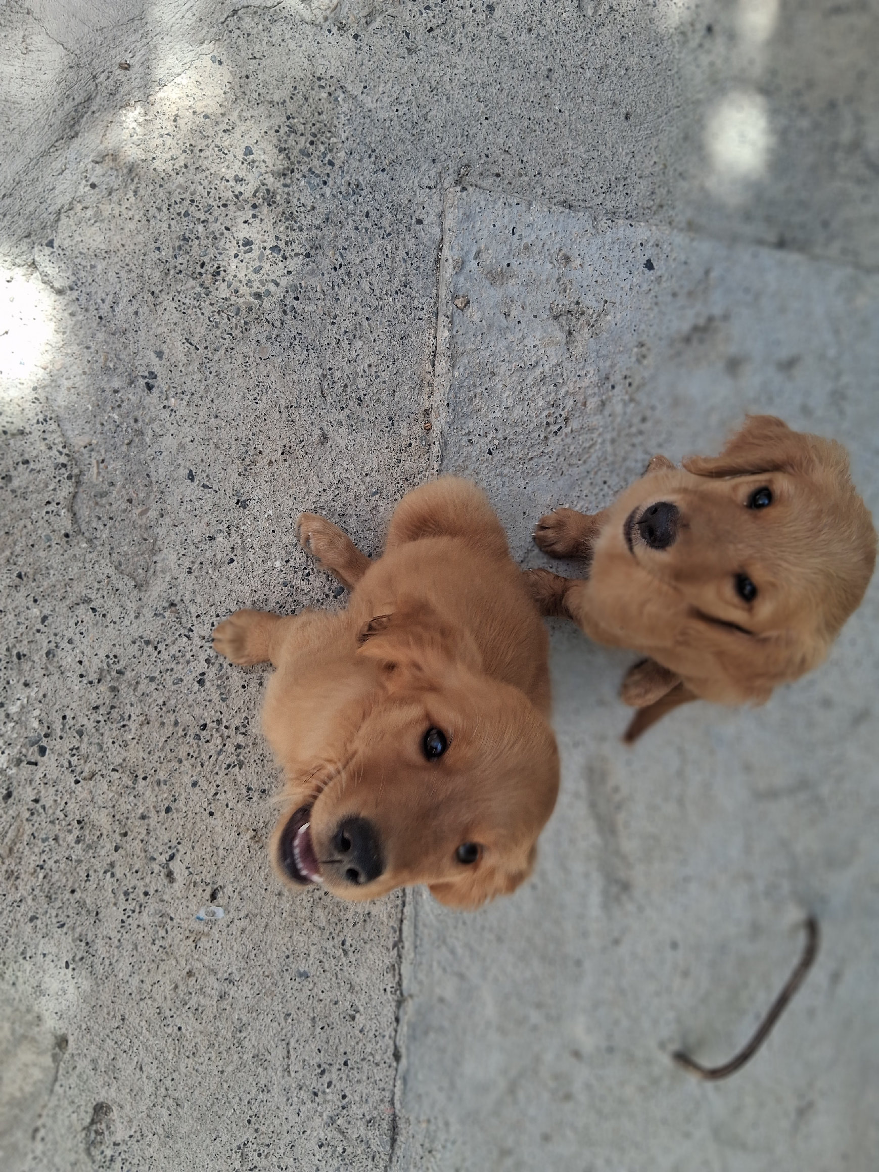 animales y mascotas - Hermosa y traviesas cachorritas Golden Retriever hermosas traviesas y cariñosa

 2