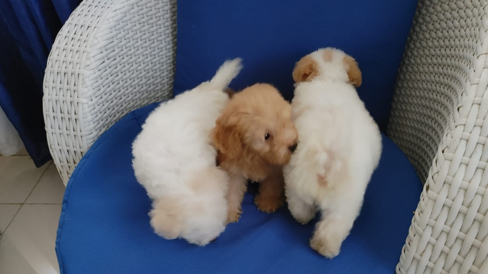 animales y mascotas - Cachorro shihpoo,shipoo,malte,poodle,podle 0