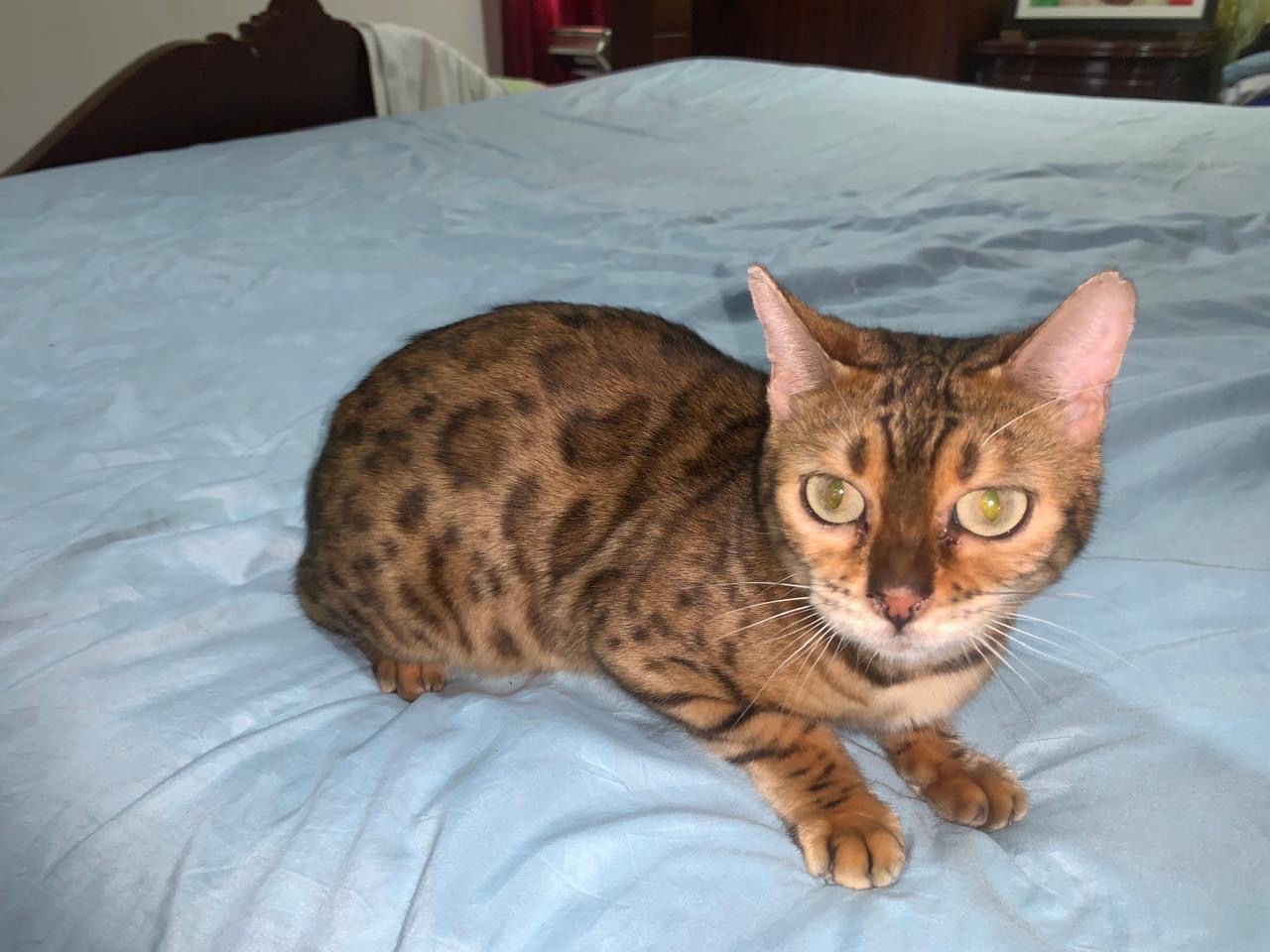 animales y mascotas - Gato Bengalí Hembra 8