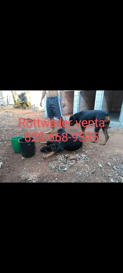 animales y mascotas - Cachorros Rottwailer 1