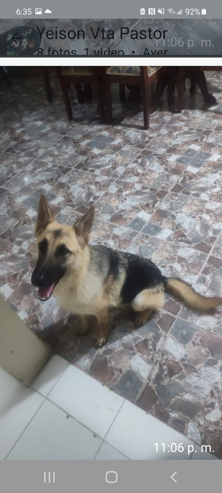 animales y mascotas - Pastor Aleman 8 meses  2