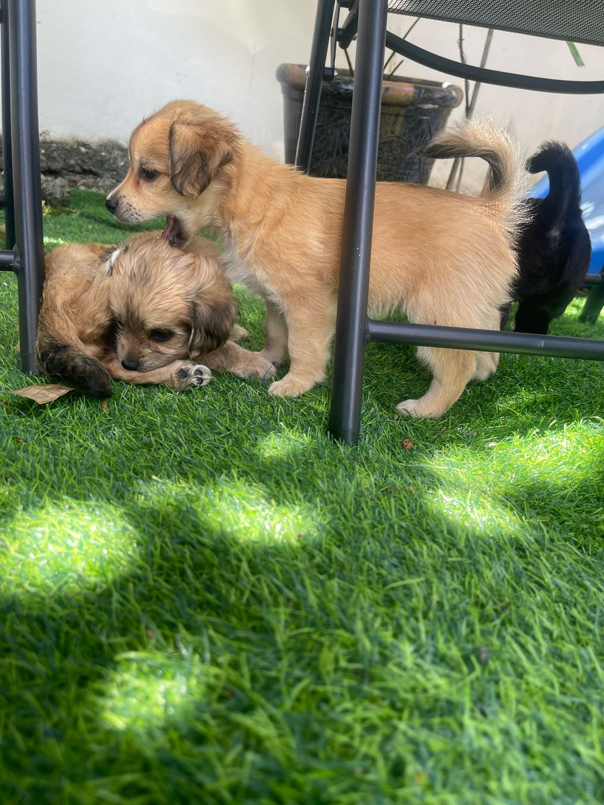 animales y mascotas - hermosos yorkipoo  nacidos 7 de marzo 2025 6