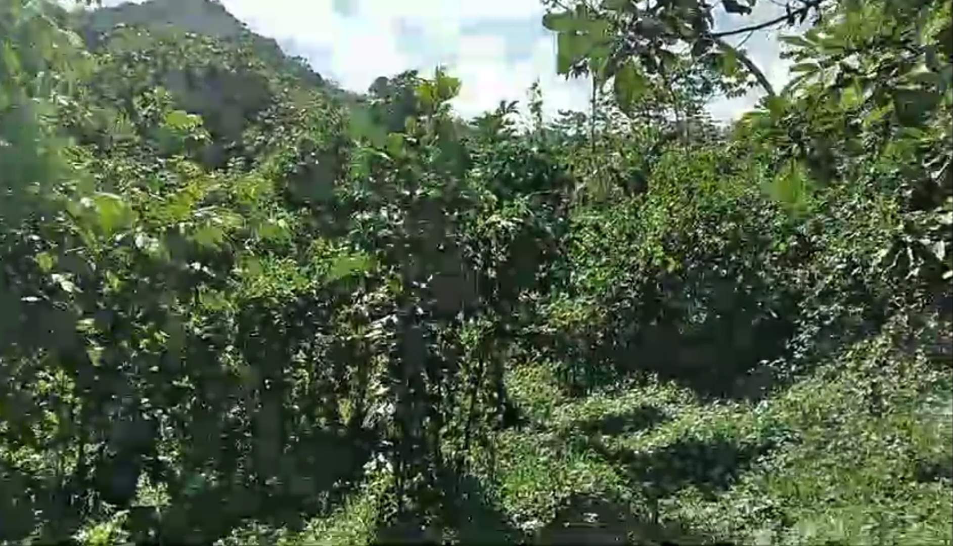solares y terrenos - Terreno en La Cumbre, Bonao, ideal para villa/hote 4