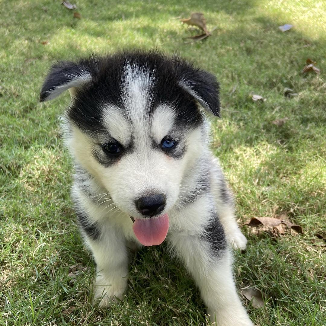 animales y mascotas - cachorros housky siberiano listos para la venta 