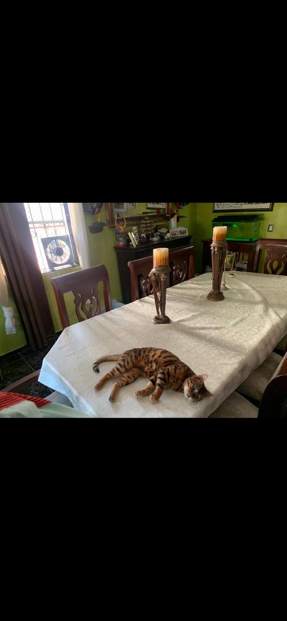 animales y mascotas - Gato Bengalí Hembra 9