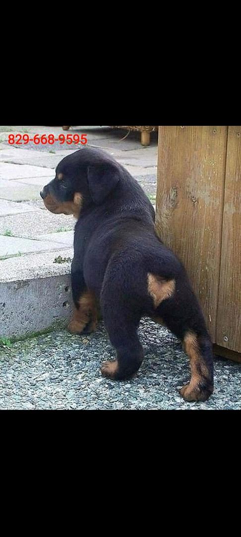 animales y mascotas - Cachorros Rottwailer 2