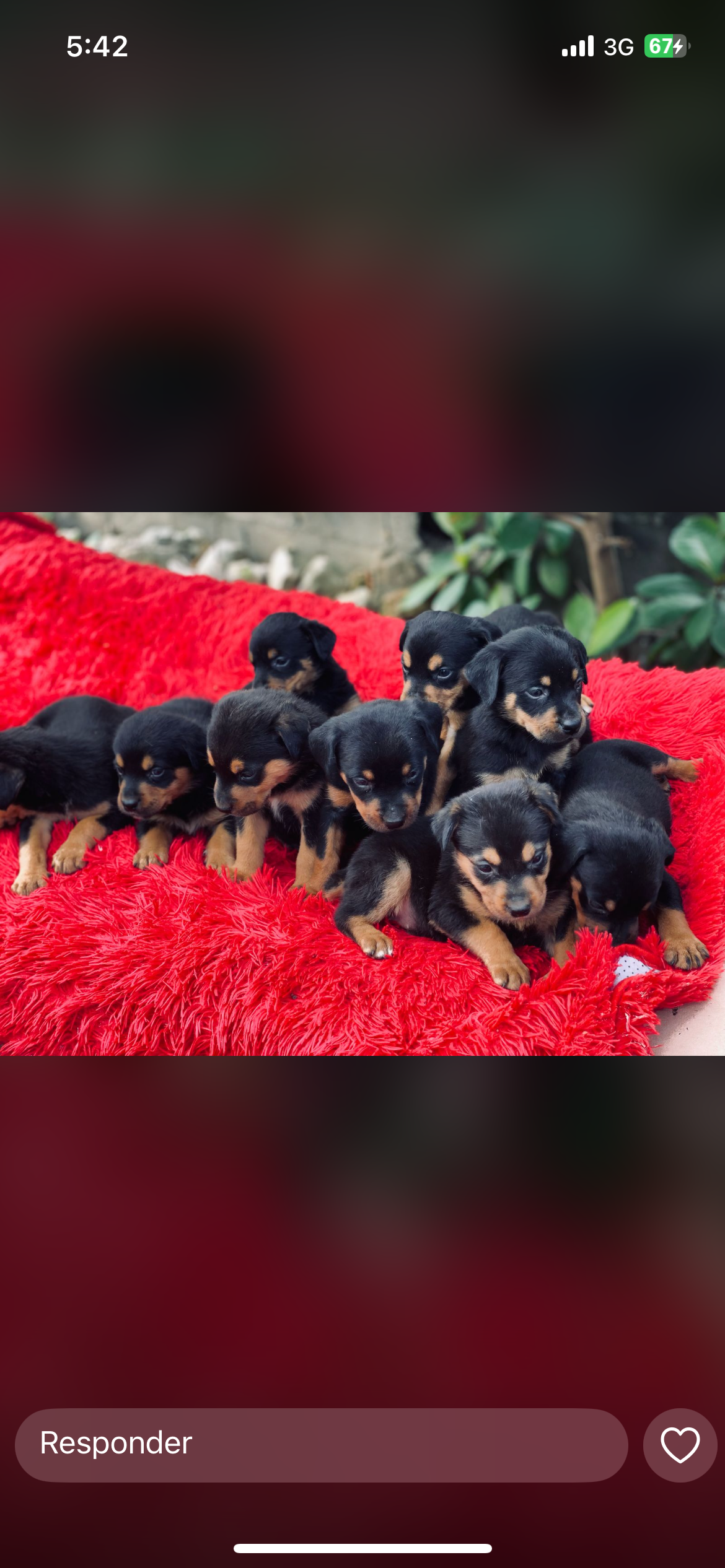 animales y mascotas - Rottweiler ambos sexos 