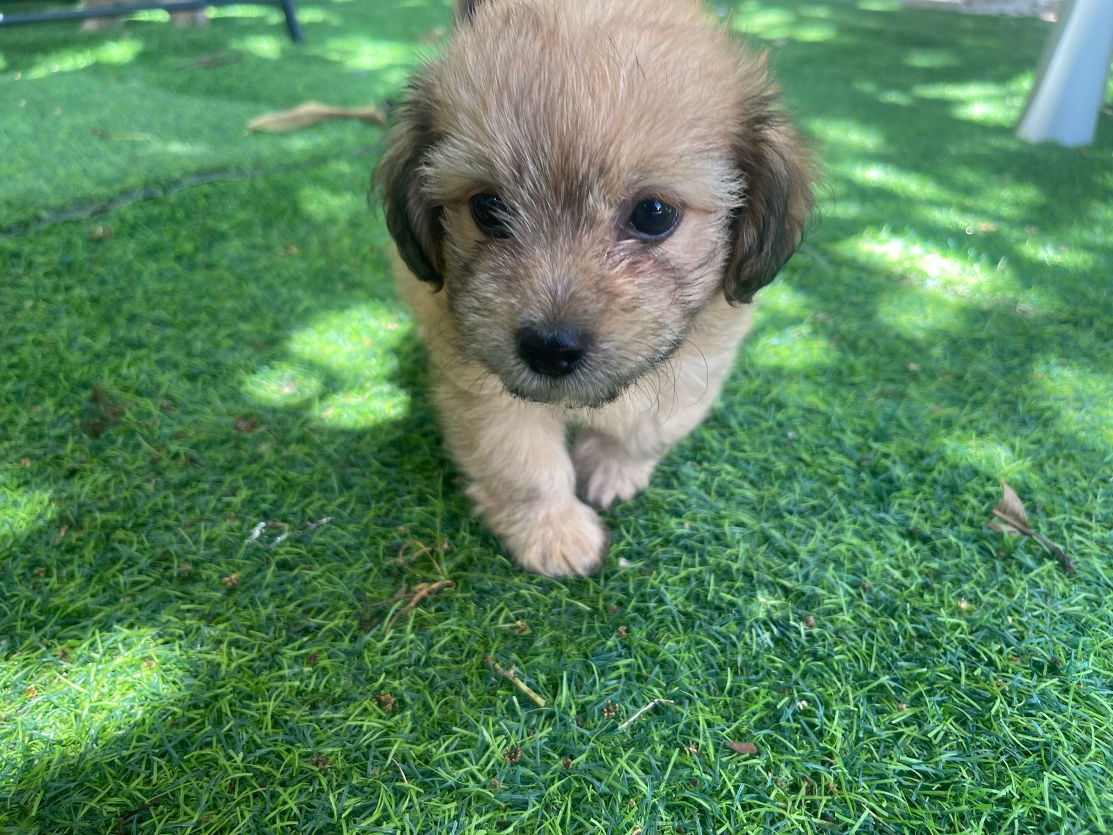 animales y mascotas - hermosos yorkipoo  nacidos 7 de marzo 2025 7