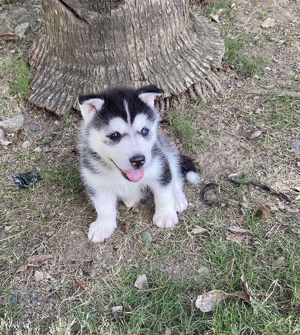 animales y mascotas - cachorros housky siberiano listos para la venta  1