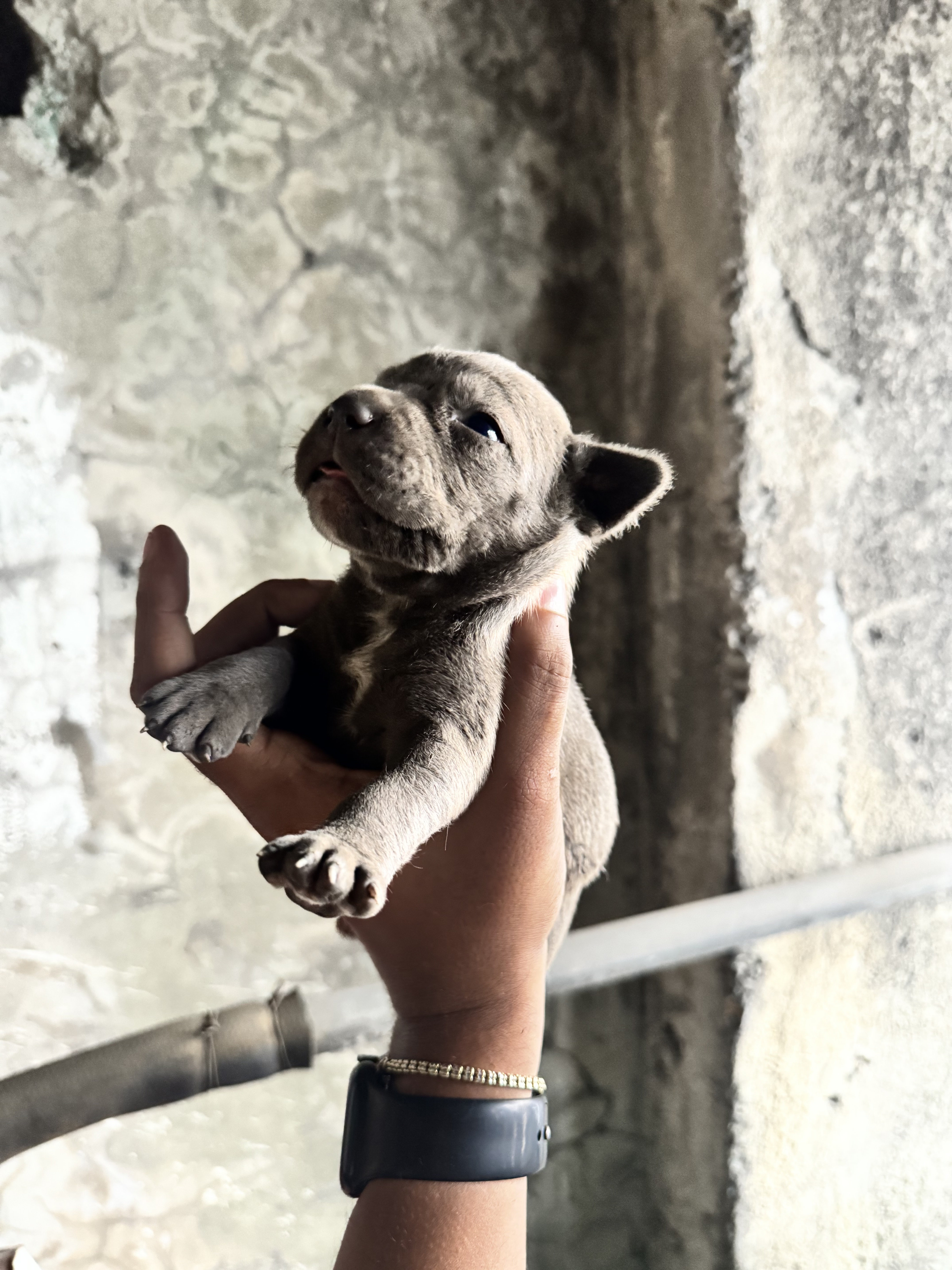 animales y mascotas - Pitbull Blue Nouse