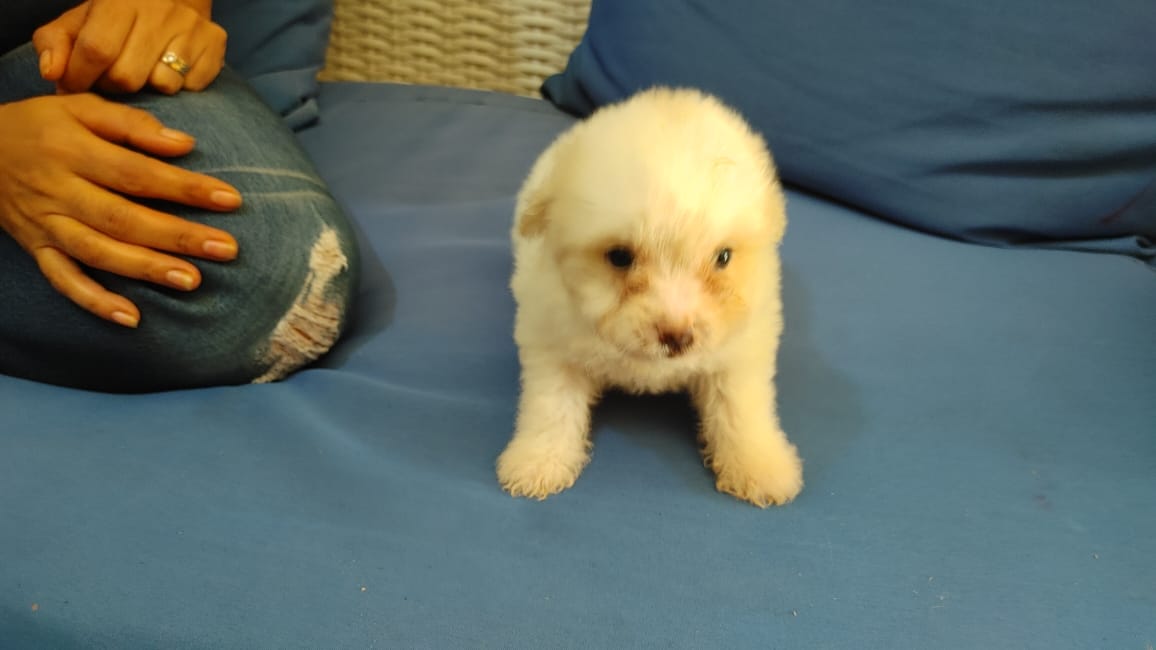 animales y mascotas - Cachorro shihpoo,shipoo,malte,poodle,podle 2