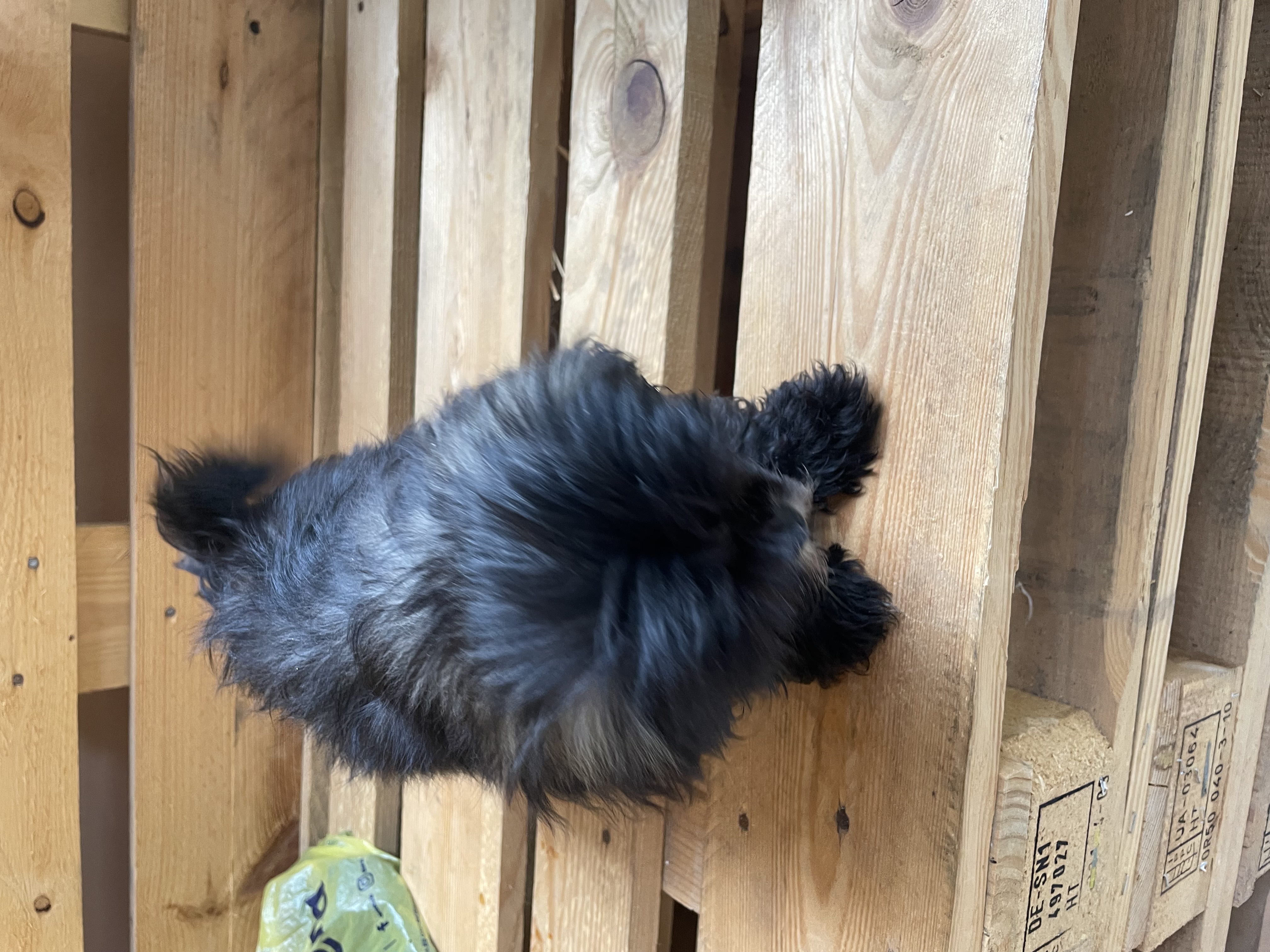 animales y mascotas - Shi-poo 0