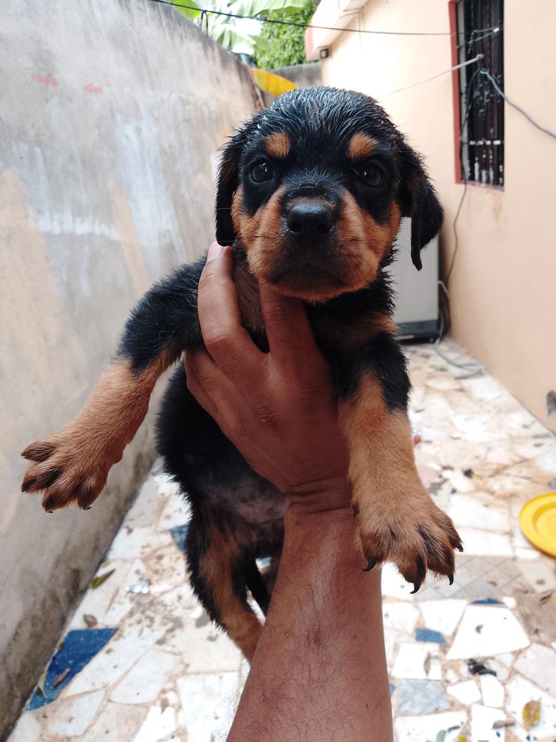 animales y mascotas - Cachorros Rottwailer 3