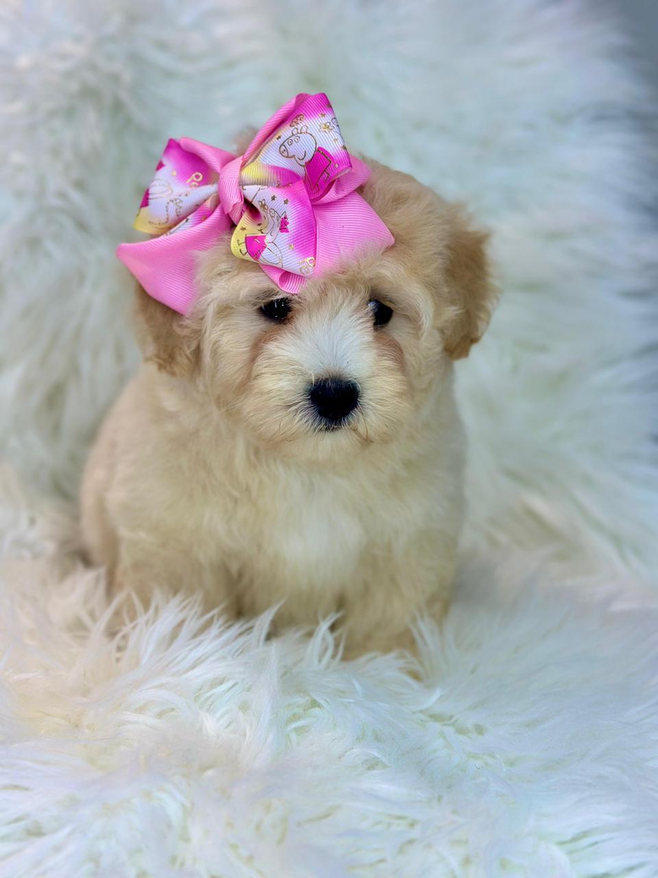 animales y mascotas - Maltipoo hembra 0