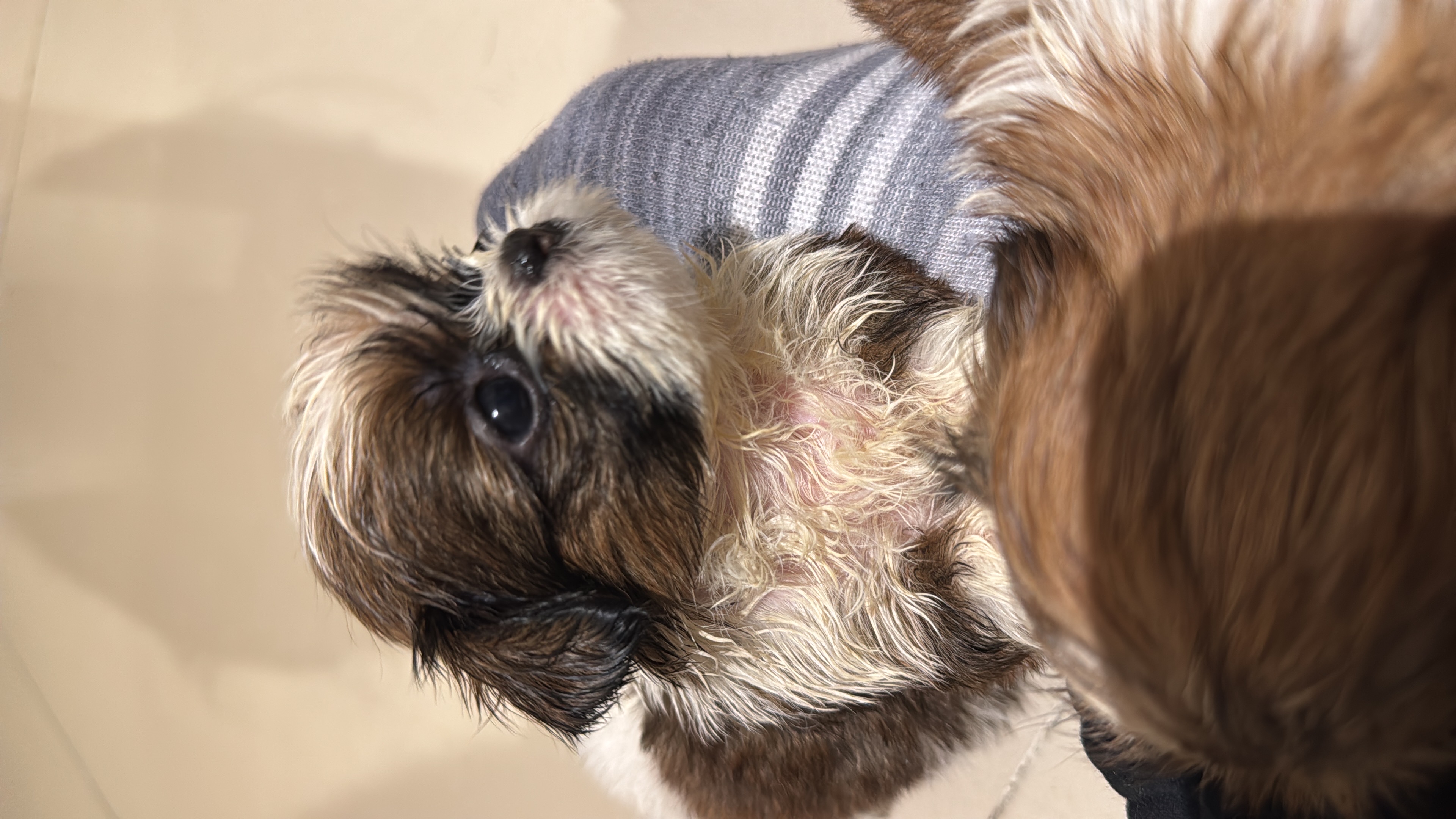 animales y mascotas - Perros Shih Tzu 1