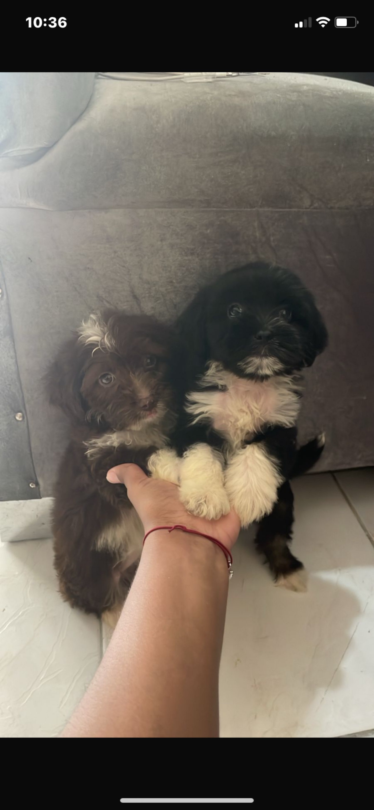 animales y mascotas - shipoo  3