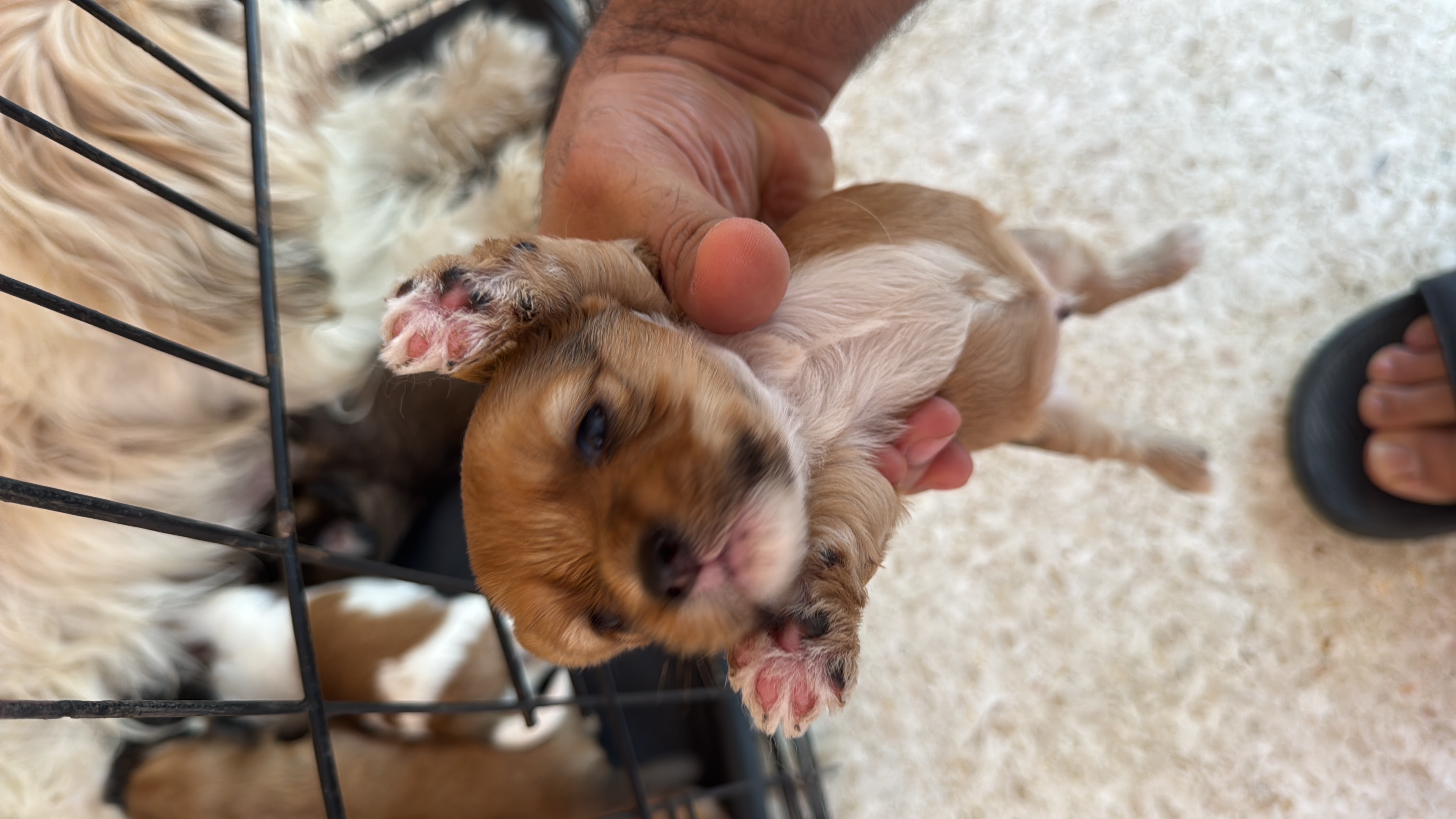 animales y mascotas - shih ztu cachorros en venta  0