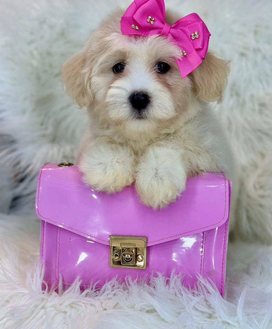 animales y mascotas - Maltipoo hembra 1