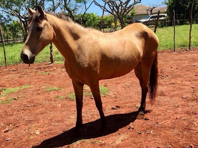 animales y mascotas - Caballos Paso Fino 