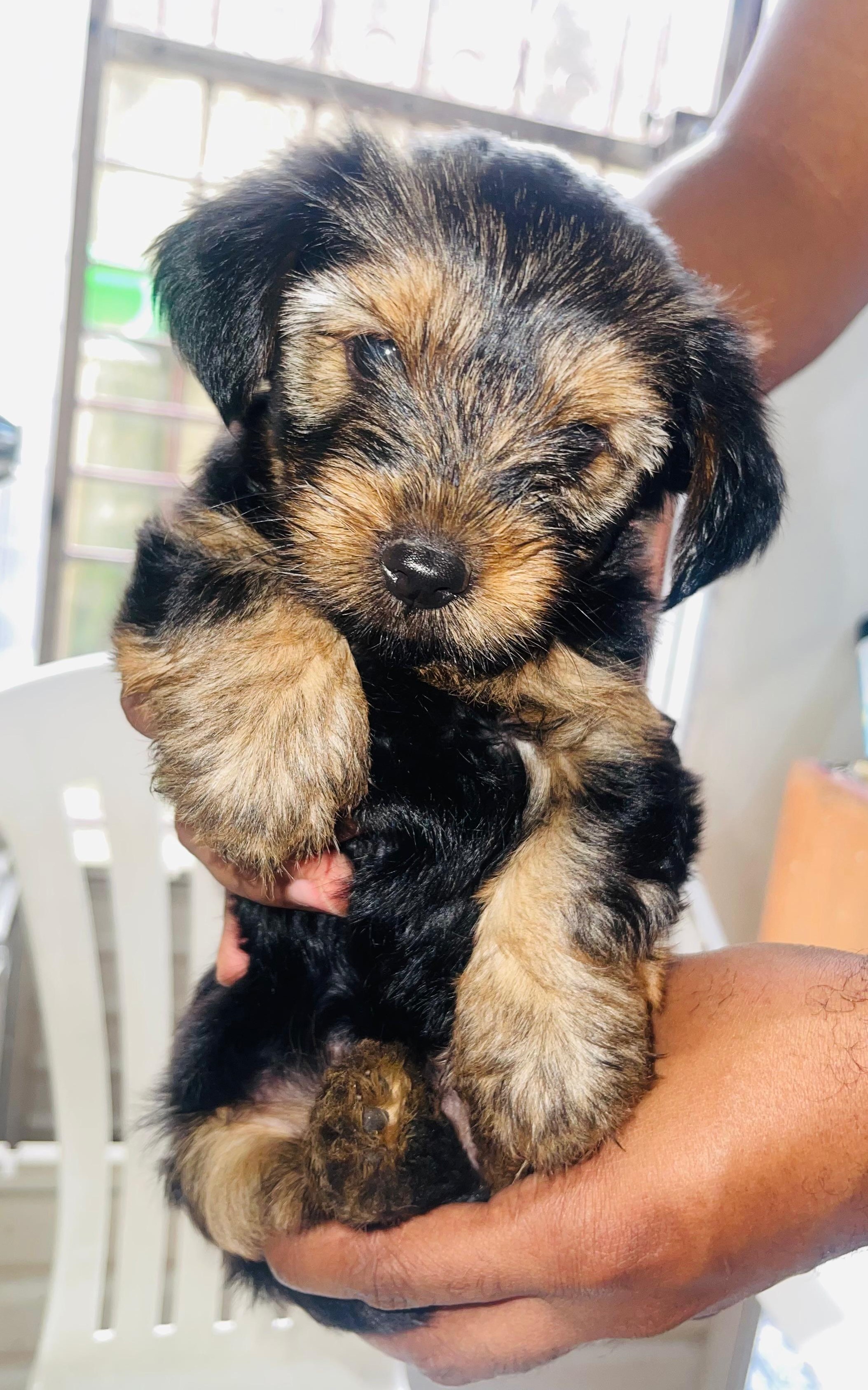 animales y mascotas - Perros Yorkie mix con poodle 0