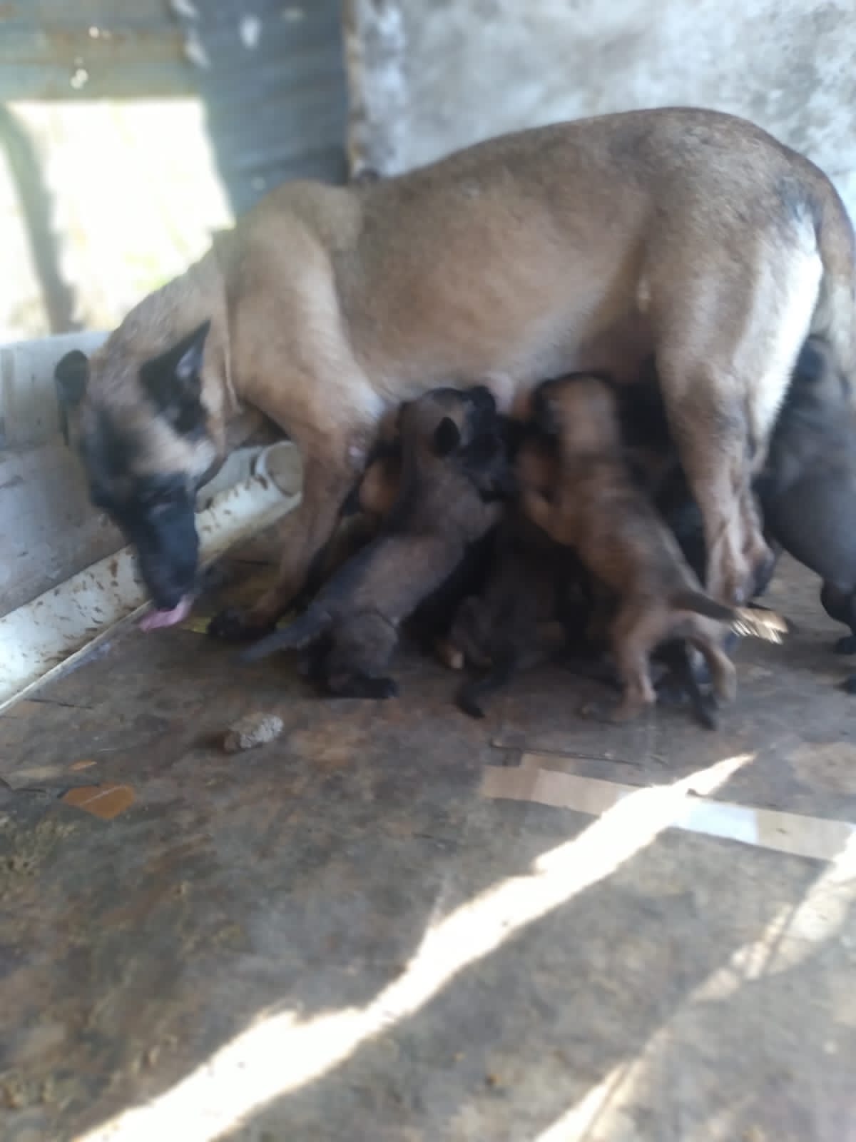 animales y mascotas - Pastor belga malinoa hembra y macho  0