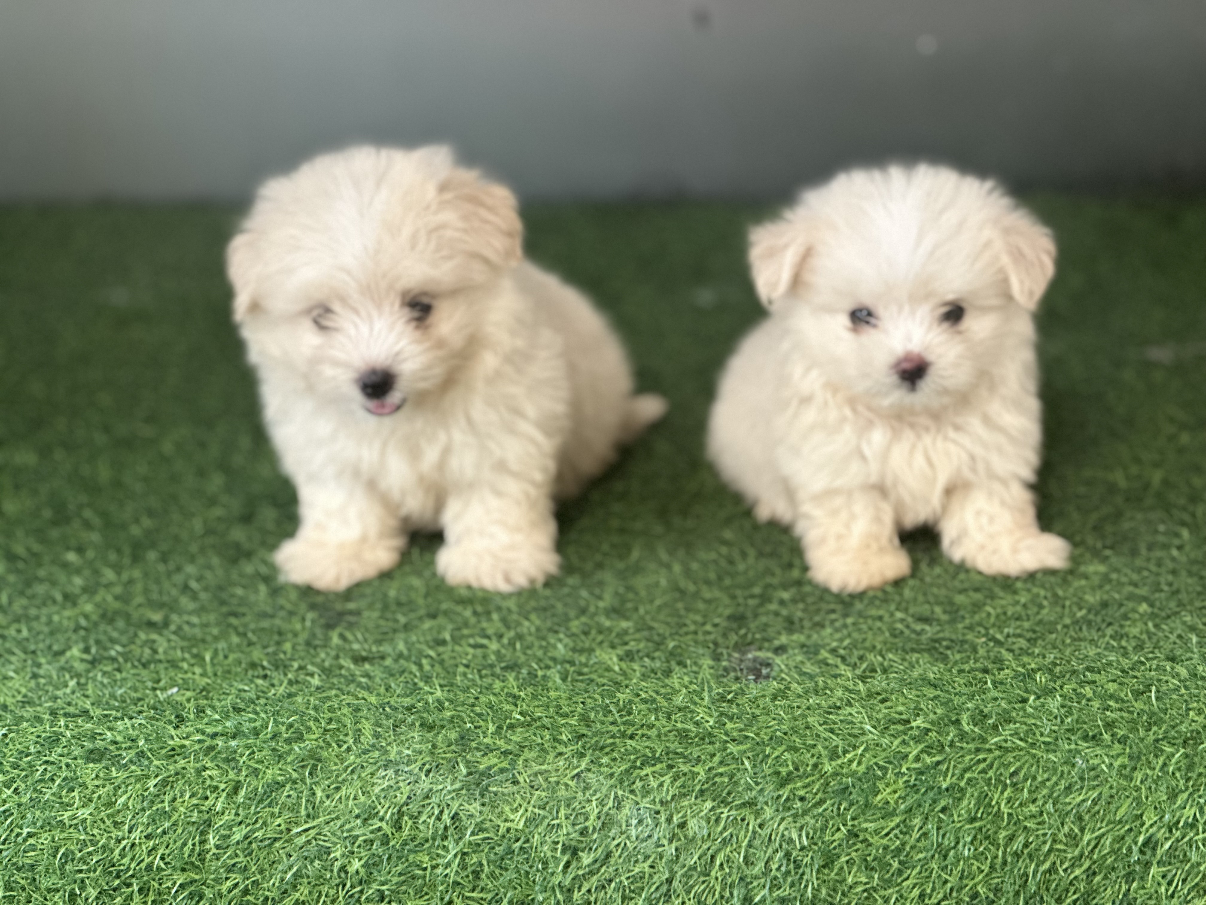 animales y mascotas - maltipoo 0