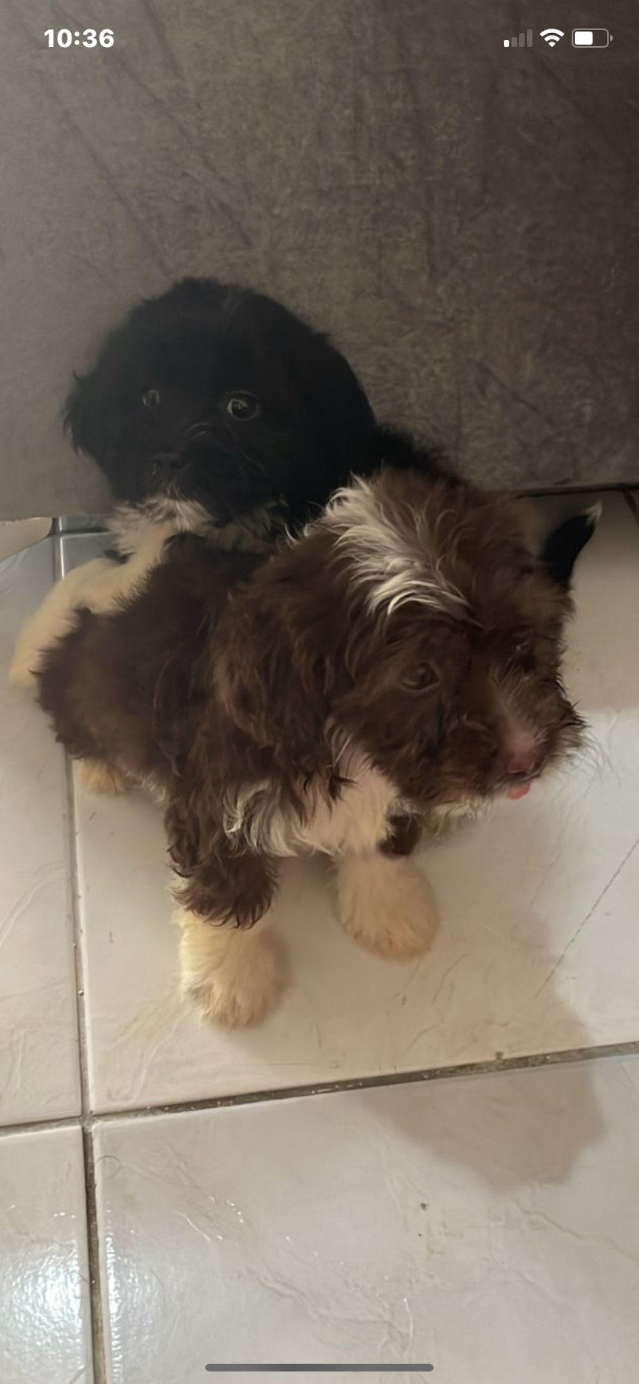 animales y mascotas - shipoo  4