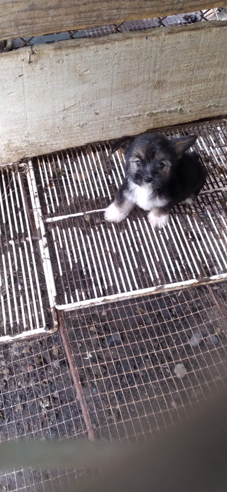 animales y mascotas - Yonki poo hembra y macho  1