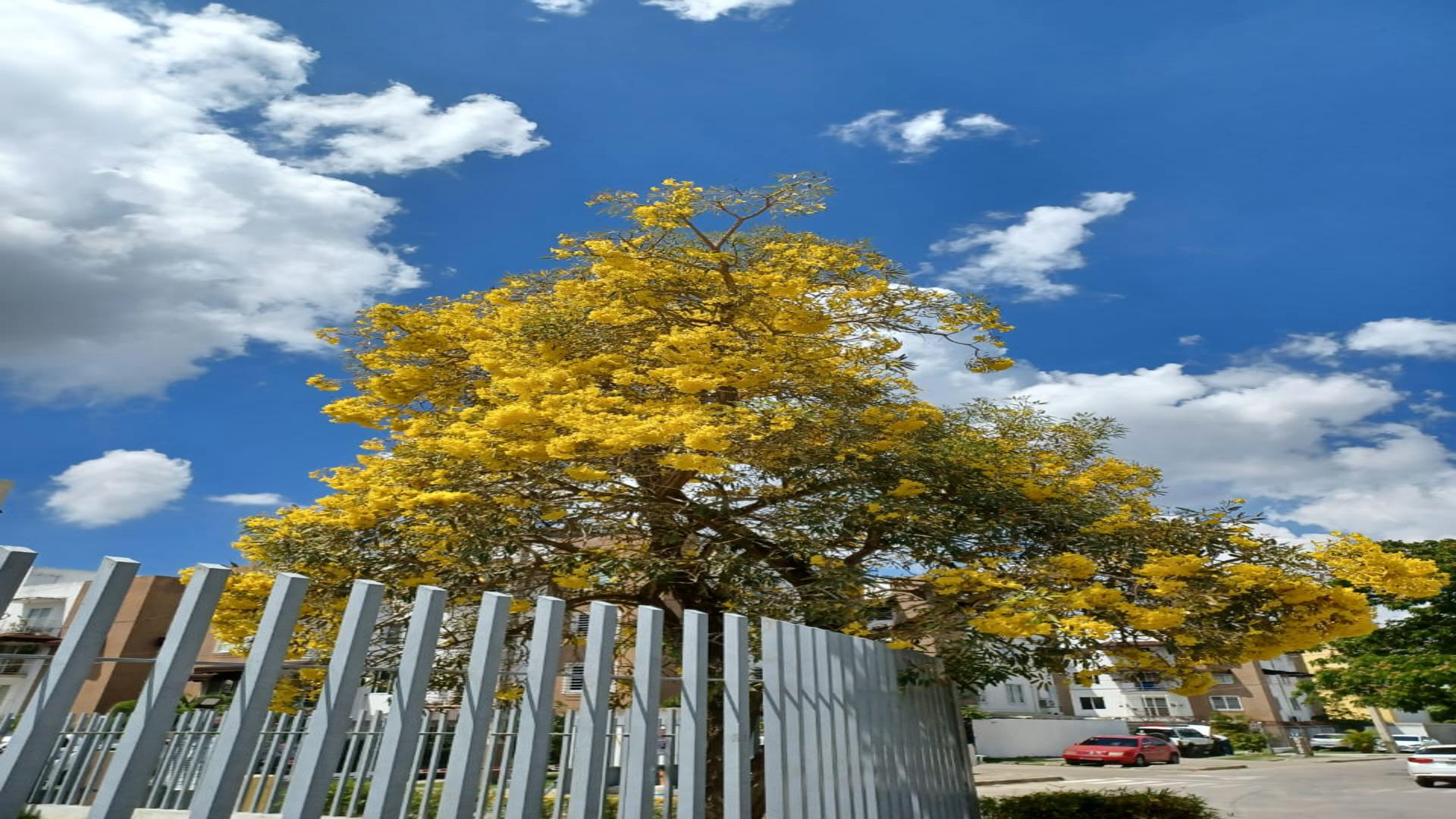 apartamentos - Apartamento en venta en Santo Domingo Norte 3