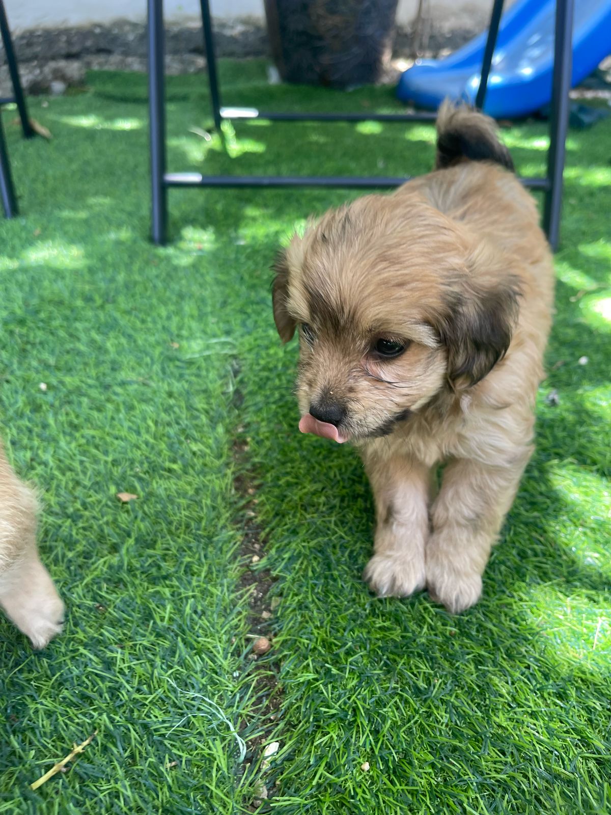 animales y mascotas - hermosos yorkipoo  nacidos 7 de marzo 2025 9