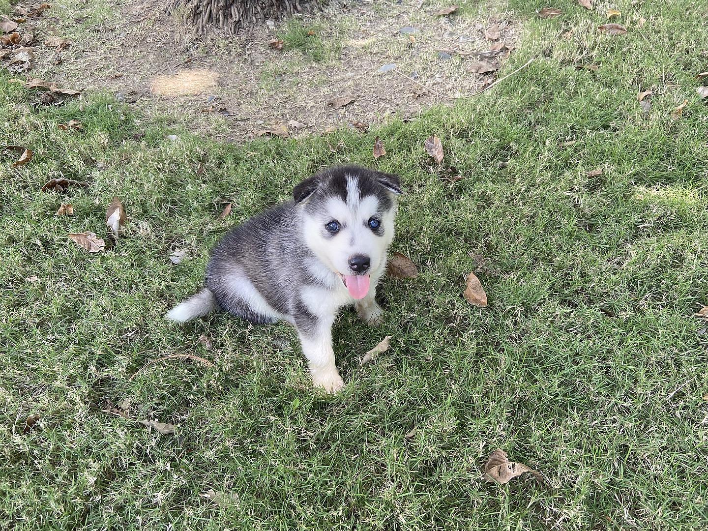 animales y mascotas - cachorros housky siberiano listos para la venta  3