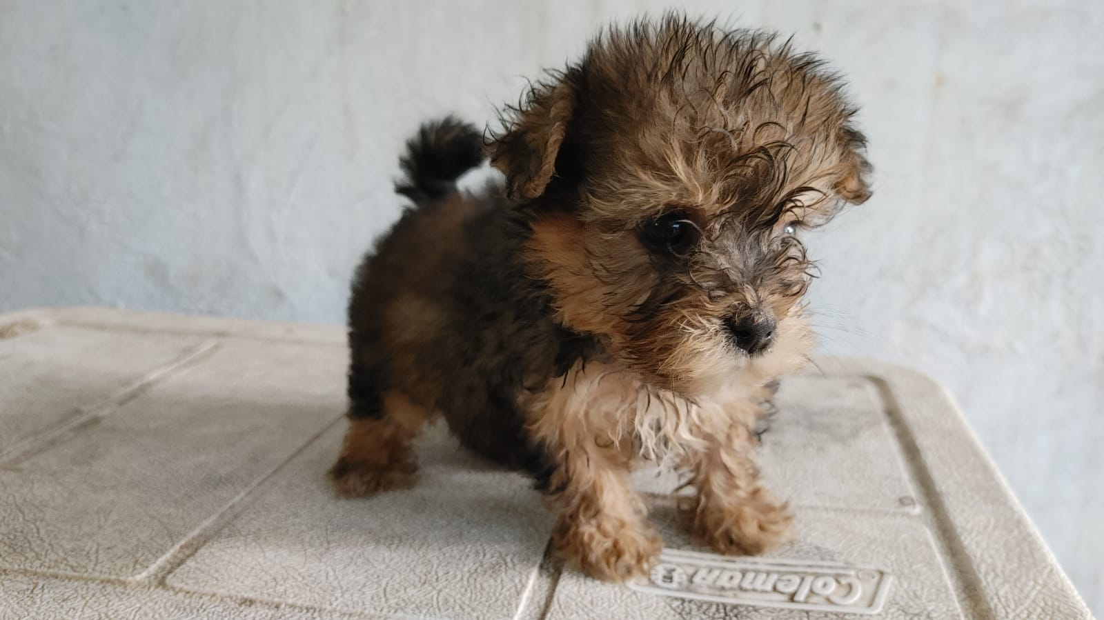 animales y mascotas - Cachorro shihpoo,shipoo,malte,poodle,podle 4