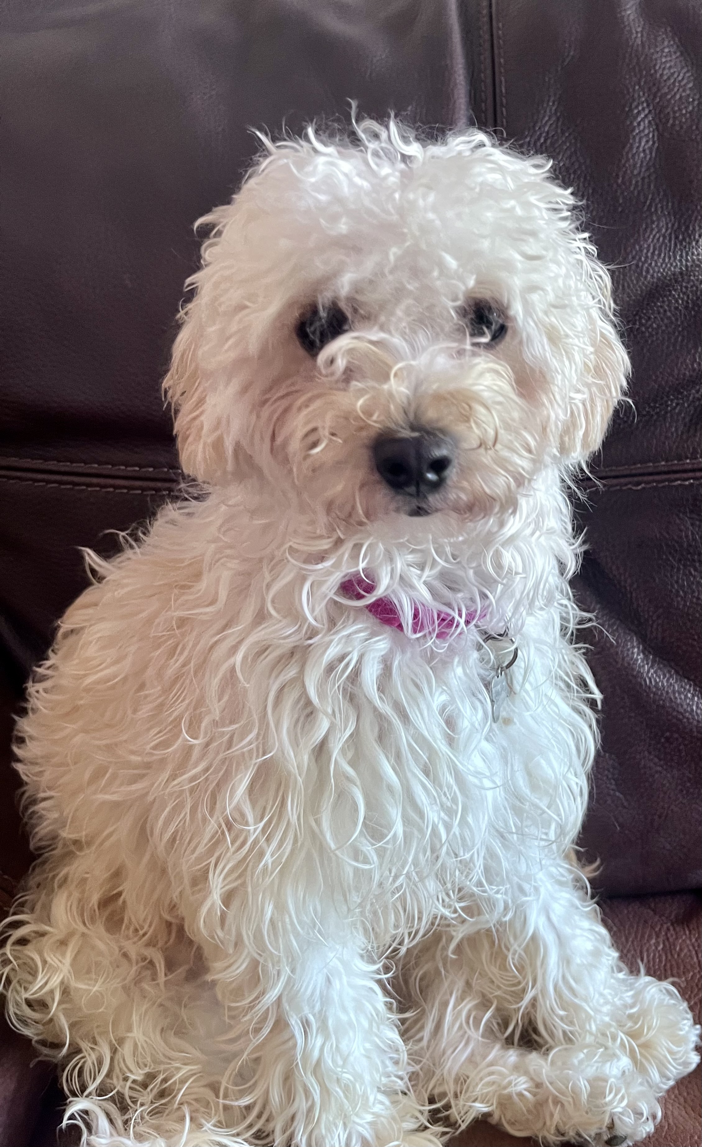 animales y mascotas - Maltipoo cachorro 10 meses 