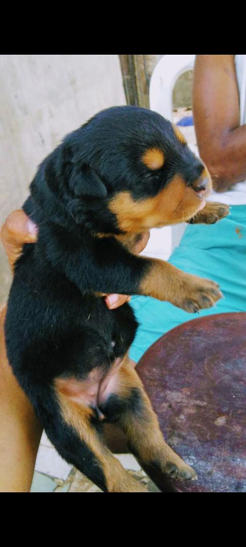 animales y mascotas - Cachorros Rottwailer 5