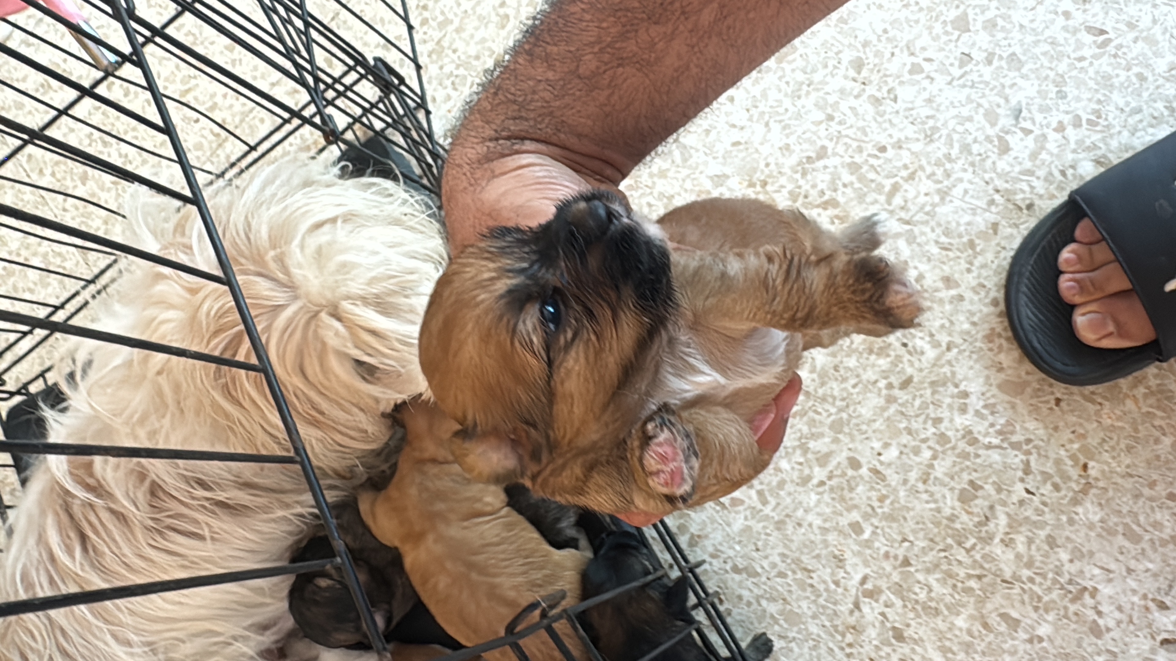animales y mascotas - shih ztu cachorros en venta  1
