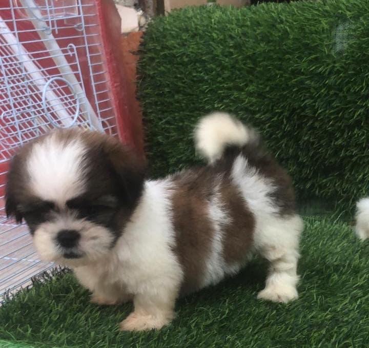 animales y mascotas - Shithzu Macho 0