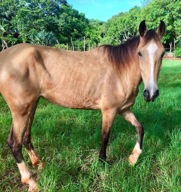 animales y mascotas - Caballos Paso Fino  1