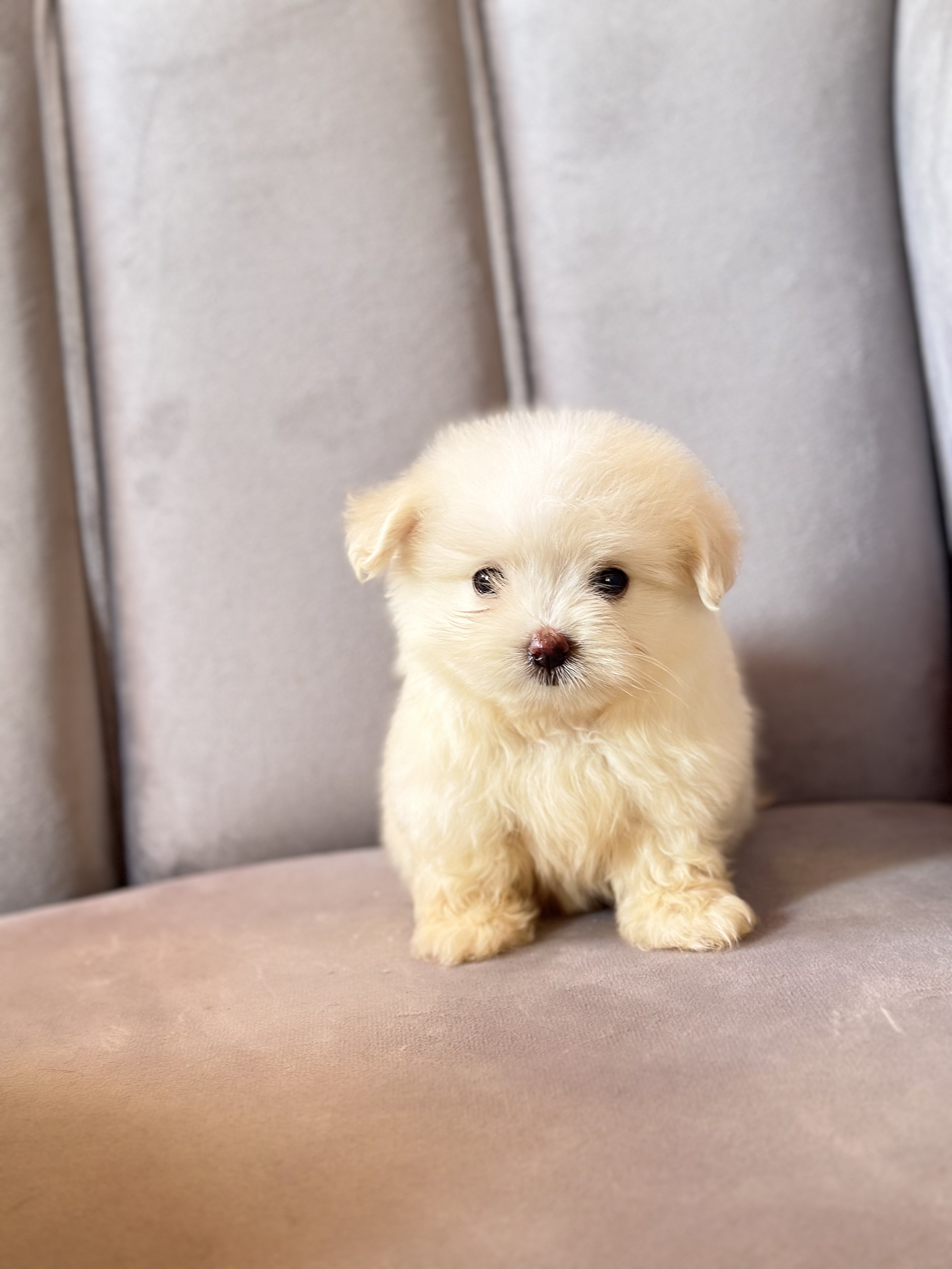 animales y mascotas - maltipoo 1